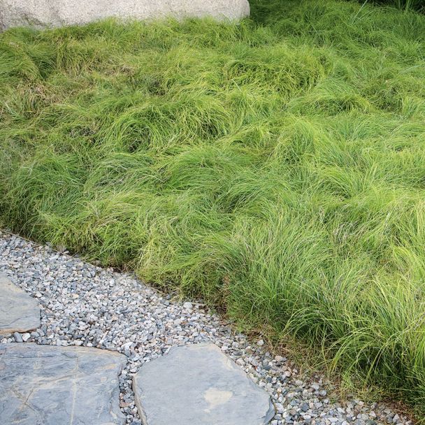 Grüner Flokati - Winkel-Segge