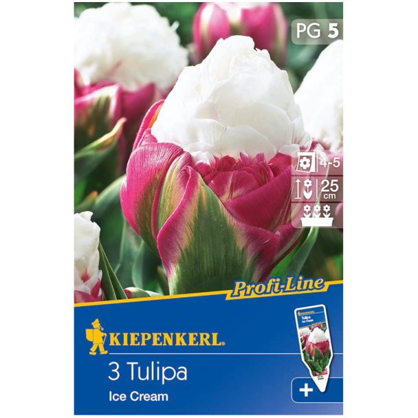 Gefüllte späte Tulpen Ice Cream