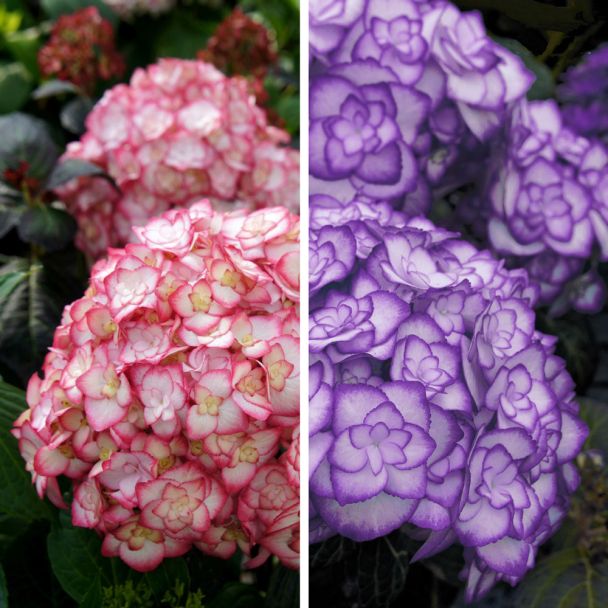 Set-Preis: 1x Hortensie 'Miss Saori Blue®' und 1 x 'Miss Saori®'