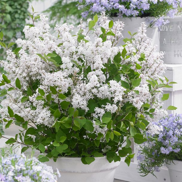 Zwergflieder Syringa Bloomerang 'White'