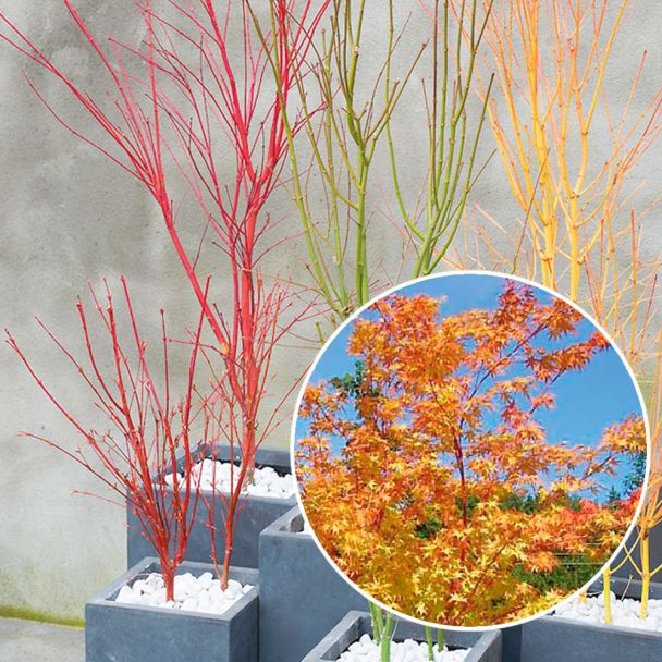 Japanischer Ahorn, Acer palmatum Sangokaku