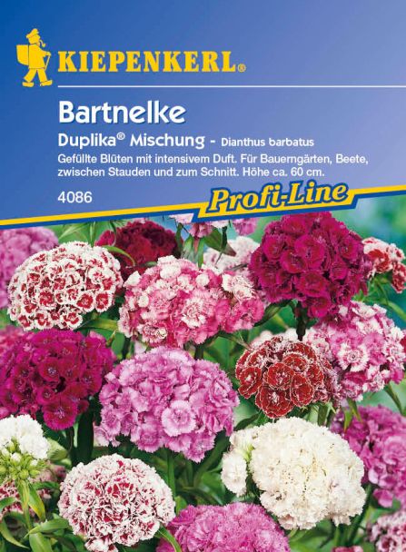 Bartnelken 'Duplika® Mischung'