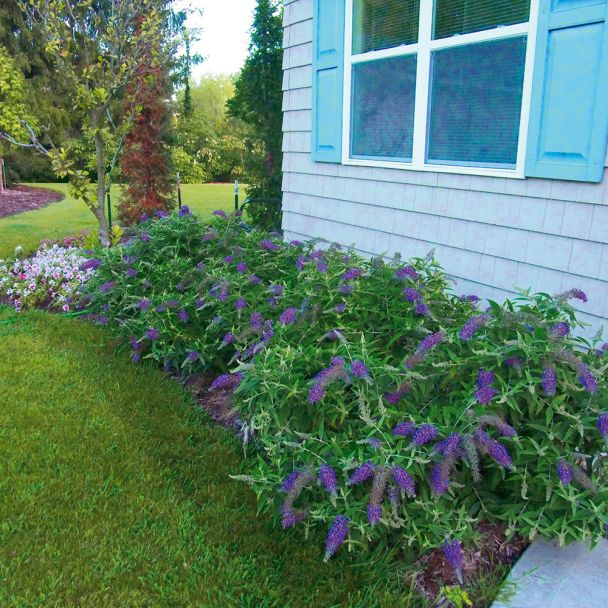 Buddleja BlueChip®