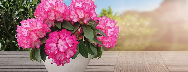 Blumen Online Kaufen Ahrens Sieberz Pflanzenversand Gartenbedarf