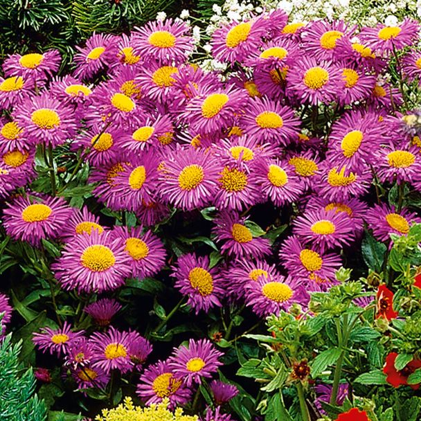Aster