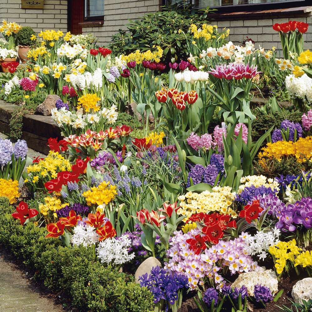 Луковичные Цветы Для Сада В Екатеринбурге Купить