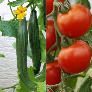 Schlangengurke LongStar + Tomate Harzfeuer F1 im Sparset