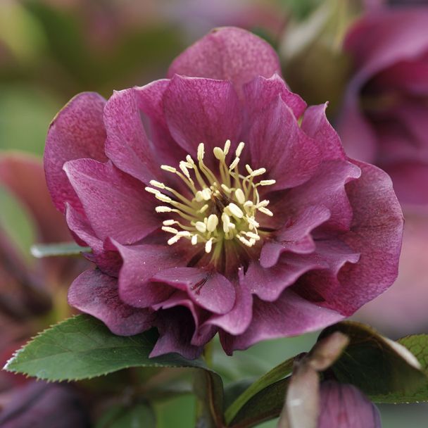 Rote Christrose 'Ellen Red Purple®'