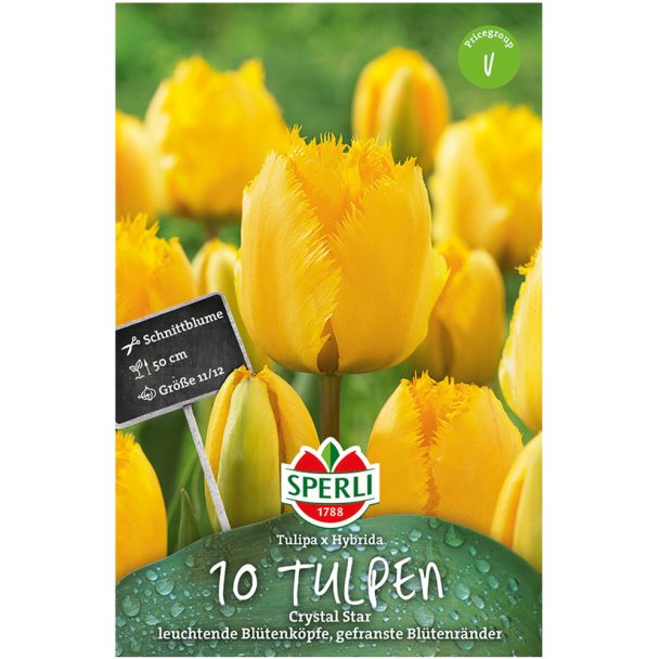 Sperli Tulpen Crystal Star