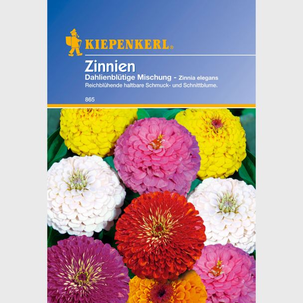 Zinnien 'Dahlienblütige Mischung'