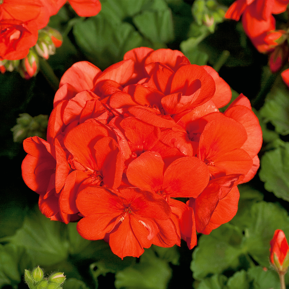 Briarwood Lane Gartenflagge - Rote Geranien Auf Sackleinen, 45,7 X 31,8 Cm, Doppelseitig Bedruckt