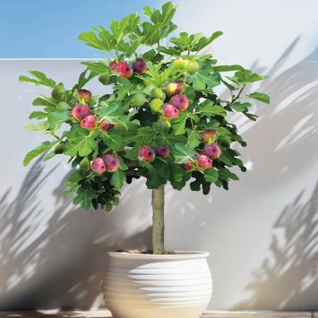 Bunte Weinberg-Feige 'Viola' auf Stamm