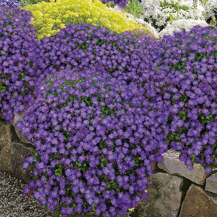 diamond variegata Dischidia Oiantha 'White Diamond' – Plant Studio LLC