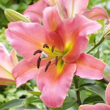 Riesen-Baum-Lilien On Stage