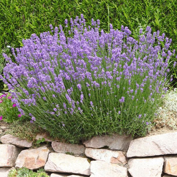 Lavendel XL