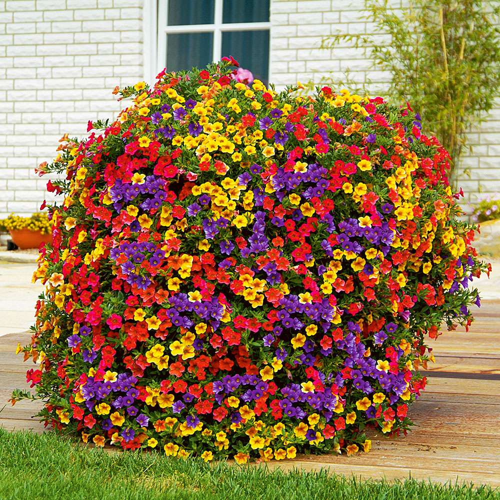 Mini-Hnge-Petunien New Celebration Carneval kaufen | Ahrens+Sieberz -  Pflanzenversand & Gartenbedarf