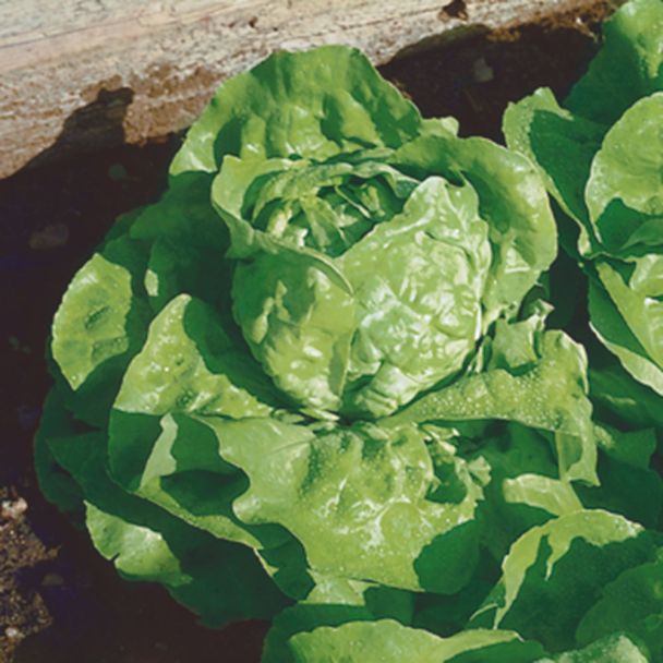 Kopfsalat Maikönig