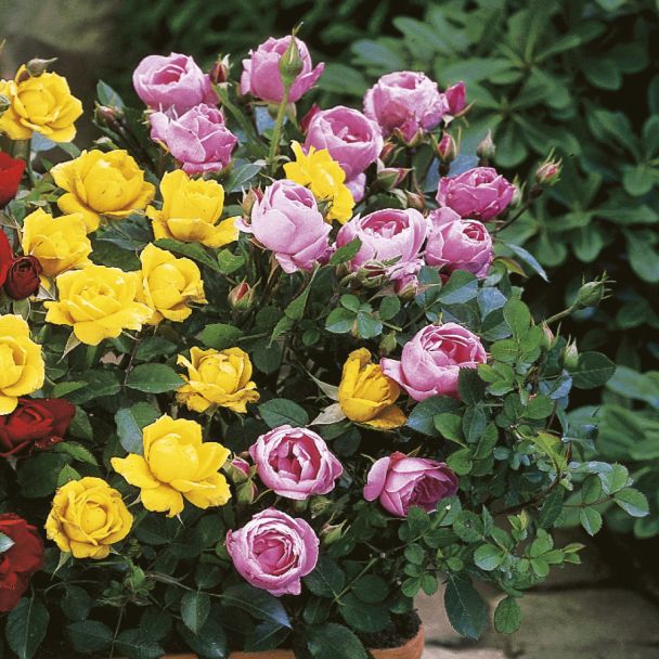 Zwerg-Rosen, rosa