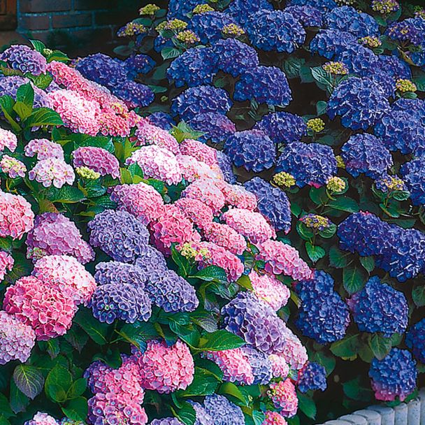 Set-Preis: 1 x Zweifarbige Hortensie 'Farbtraum' + Hortensie 'Jip Blue'