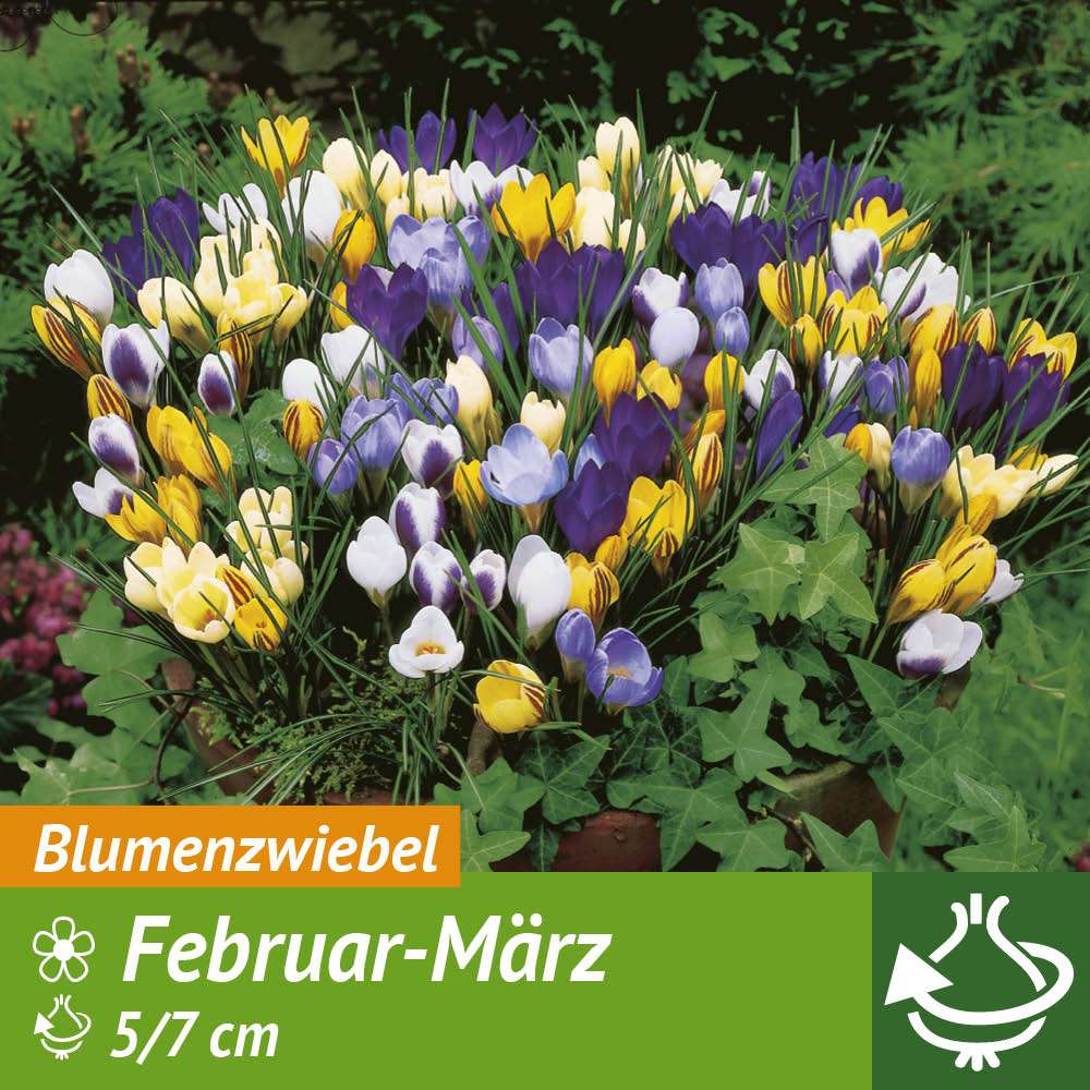 60 Botanische Krokusse | Krokusse | Blumenzwiebeln | Ahrens+Sieberz -  Pflanzenversand & Gartenbedarf