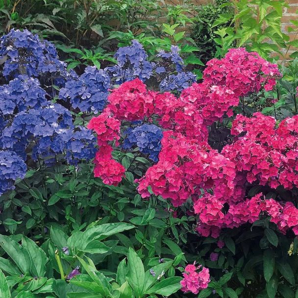 Setpreis: 6 Phlox, 3 xRot, 3xBlau
