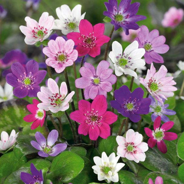 Leberblümchen
