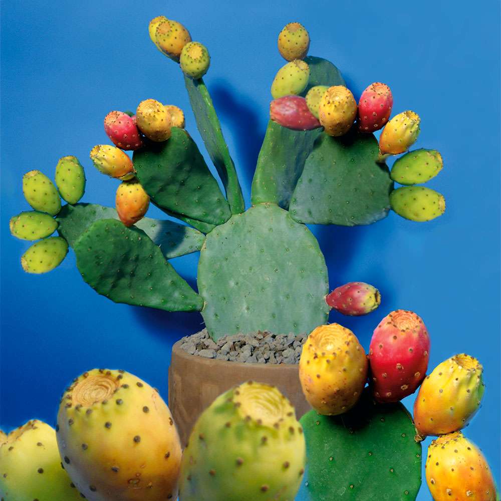 Feigen-Kaktus 'Ibiza' kaufen | Ahrens+Sieberz - Pflanzenversand &  Gartenbedarf