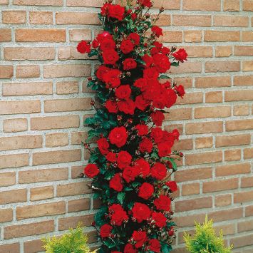 'Paul's Scarlet' Climber, Container
