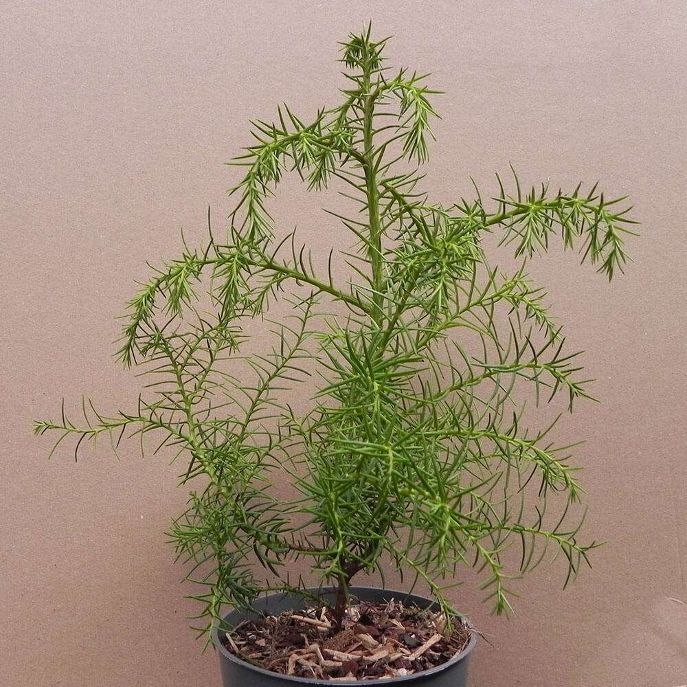 Koniferen-Set kaufen | Ahrens+Sieberz - Pflanzenversand & Gartenbedarf