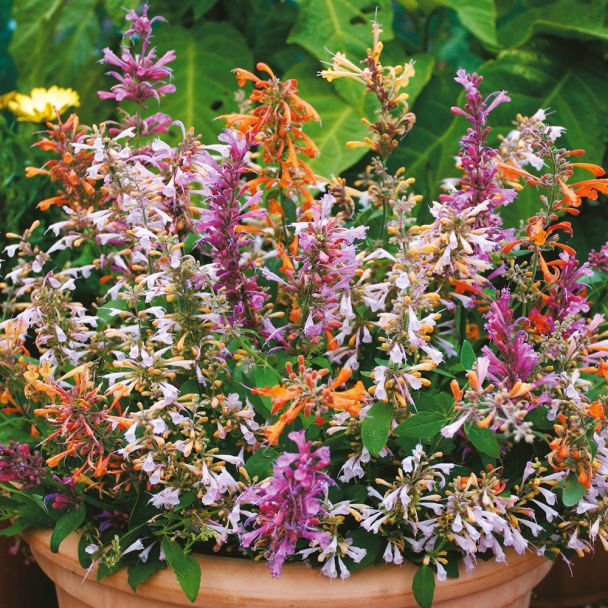 Duft-Agastache Fragant