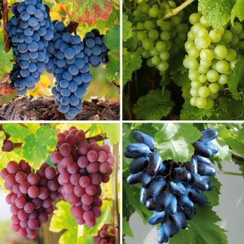 4 x Edel-Trauben - Sparpreis