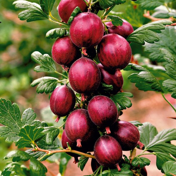 Dornenarmer Stachelbeer-Stamm 'Larell®', rot.