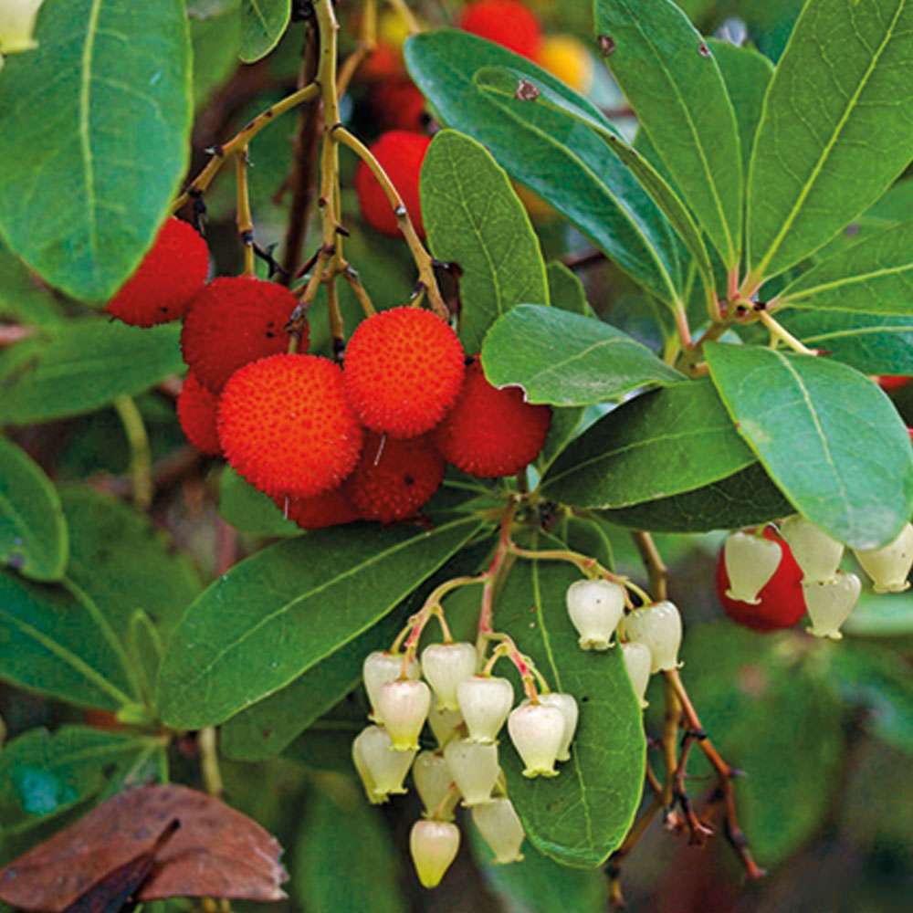 Erdbeerbaum auf Stamm Mediterrane Pflanzen Obst Ahrens+Sieberz