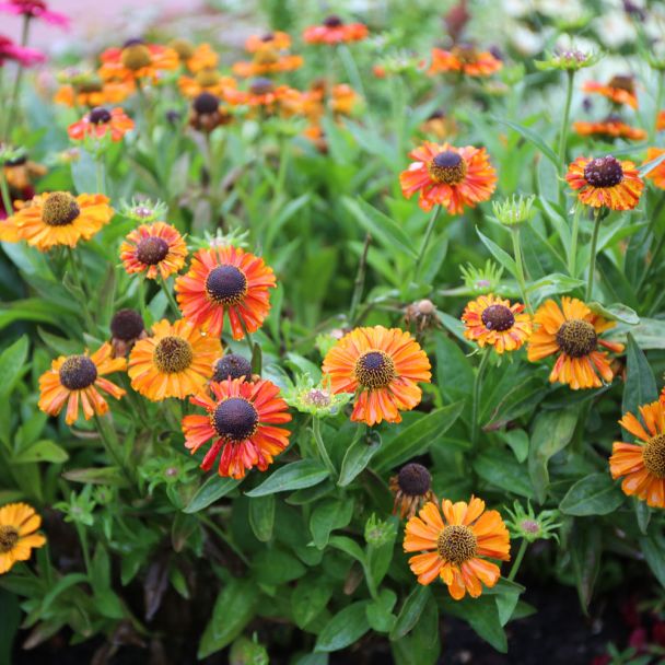 Sonnenbraut 'Short'n Sassy®'