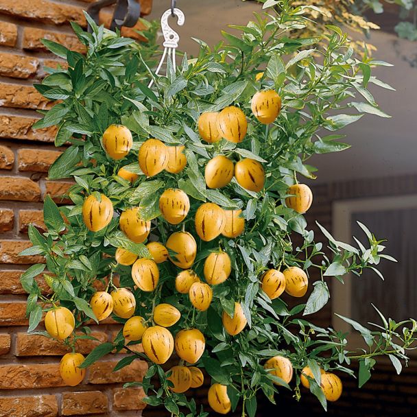 Balkon-Honig-Melone 'Pepino-Gold'