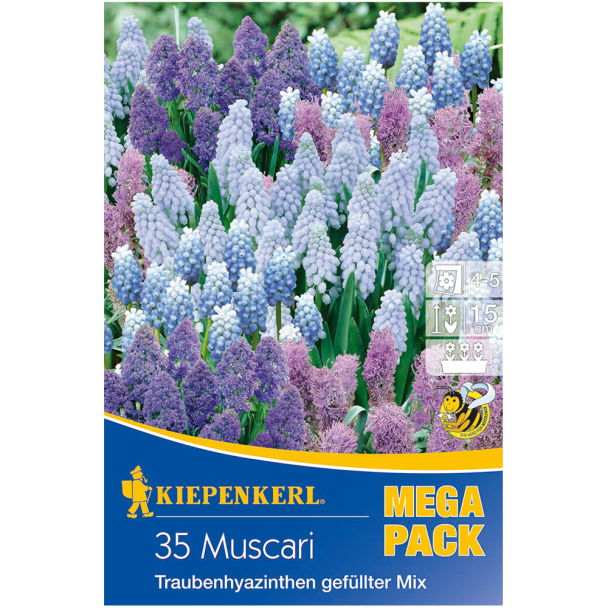 Mega-Pack Muscari-Mischung mit gefüllten Sorten