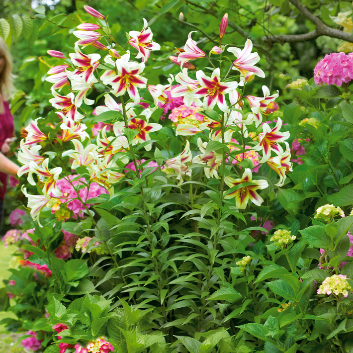 Altari Baumlilie Lilien Blumenzwiebeln Ahrens+Sieberz