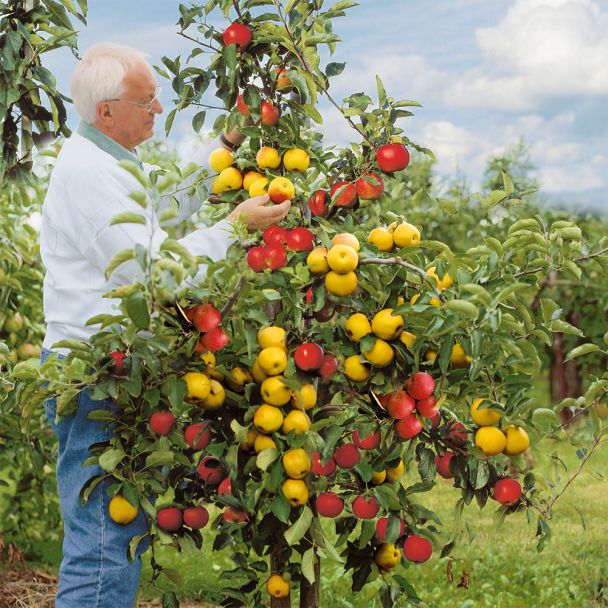 Großvaters Apfelbaum-Duo