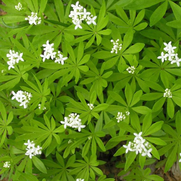 Waldmeister