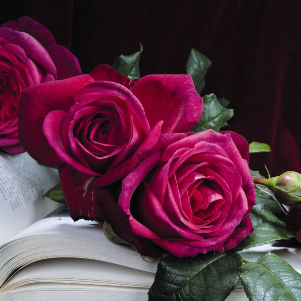Edelrose 'J.W.v. Goethe', Container
