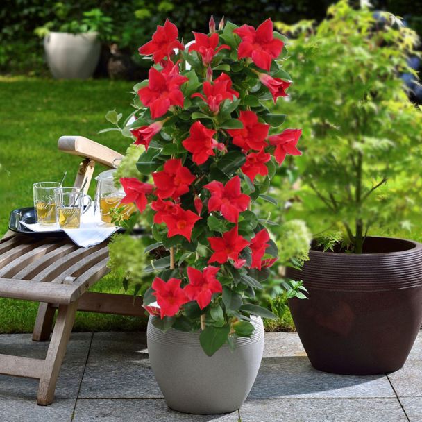 Sundaville® Pyramide, Red