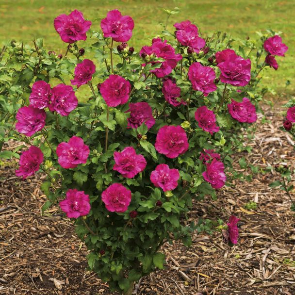 Hibiskus 'Magenta Chiffon®'
