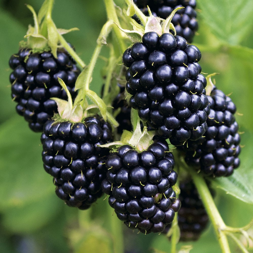 Herbstbrombeere 'Reuben®' Strauch Brombeeren Obst Ahrens