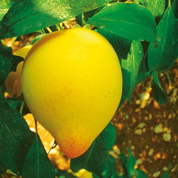 'Sharky's Plum®' Yellow - Pflaumenbaum