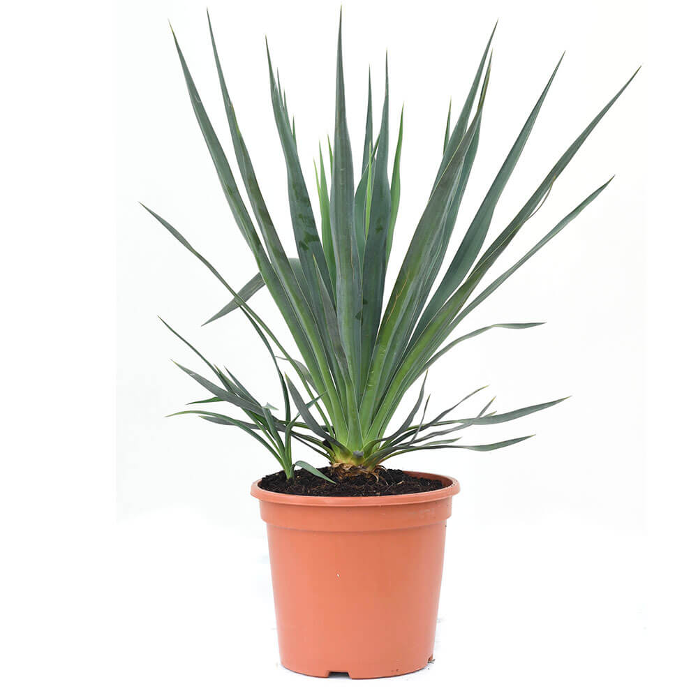 Kerzen-Palmlilie Variegata kaufen | Ahrens+Sieberz - Pflanzenversand &  Gartenbedarf