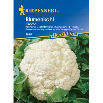 Blumenkohl 'Clapton' F1