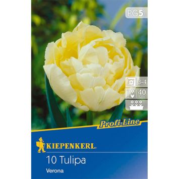 Tulpe Verona