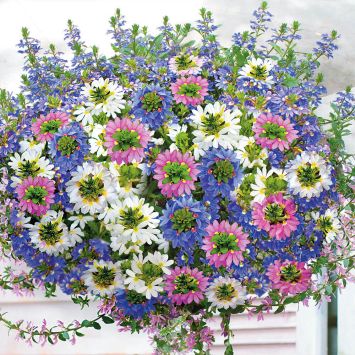 Set-Preis Fächerblumen 3 x 'Brillant', 3 x 'Top poT White' und  3 x 'Topaz Pink'