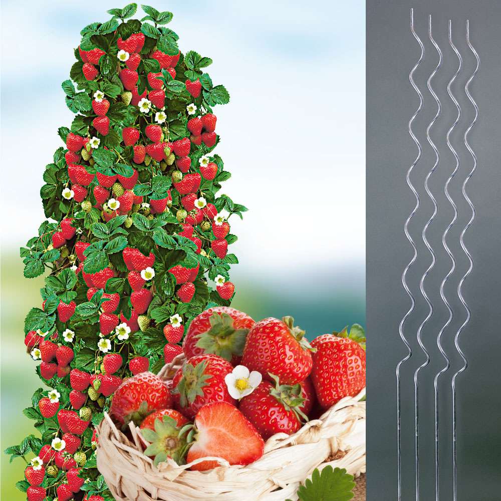 BALDUR Garten 9x Hnge-Erdbeere Hummi Im 7x7 Cm Topf  Rankende,  Schnellwachsende & Selbstfruchtende Erdbeeren Mit Extra Langen Ranken