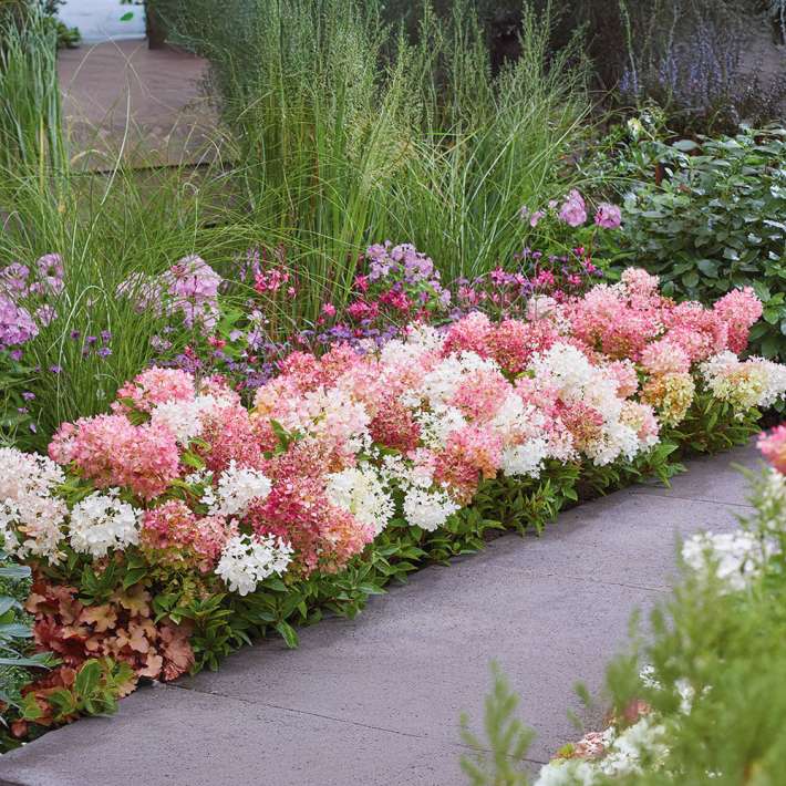 Hortensie Groundbreaker | Ahrens+Sieberz